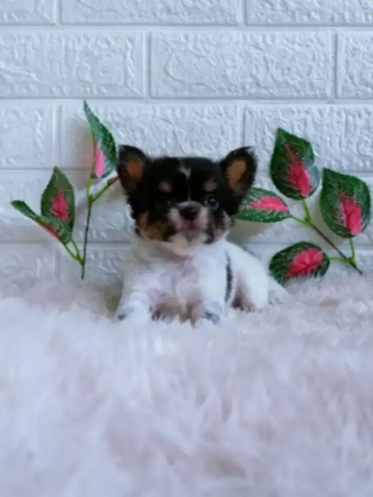 Jual Chihuahua Jantan