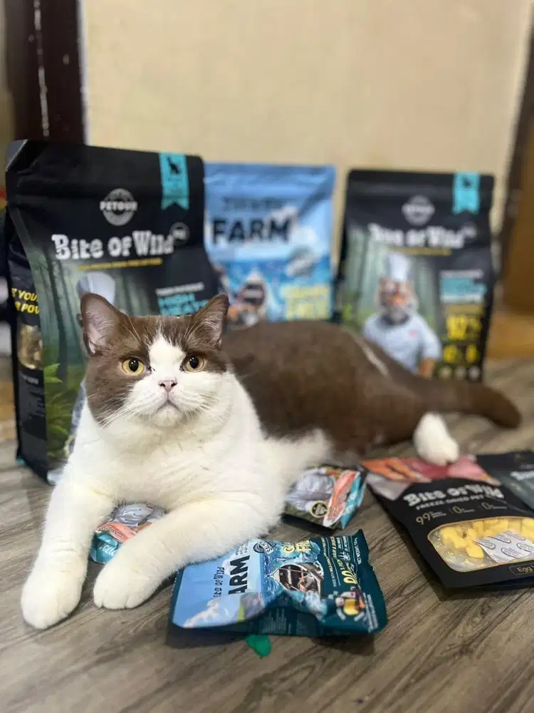 British shorthair BSH cinnamon