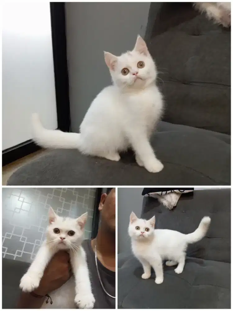Kitten BSH X Scottish straight jantan