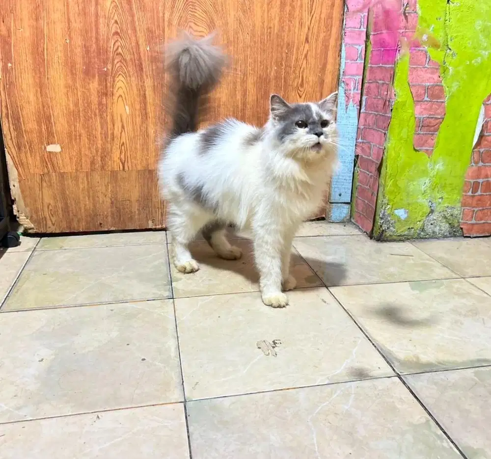 Kucing persia medium dewasa betina