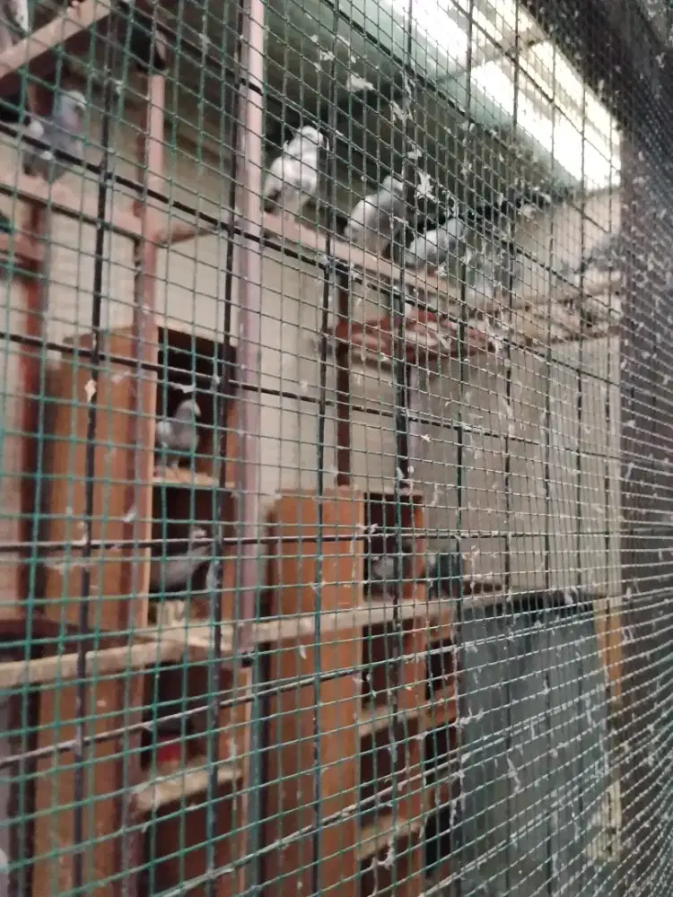 Merpati Pos trah juara