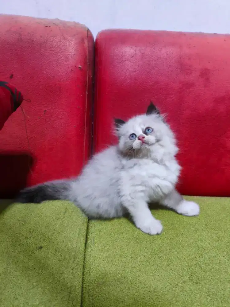 Kitten Ragdoll Cantik Banget