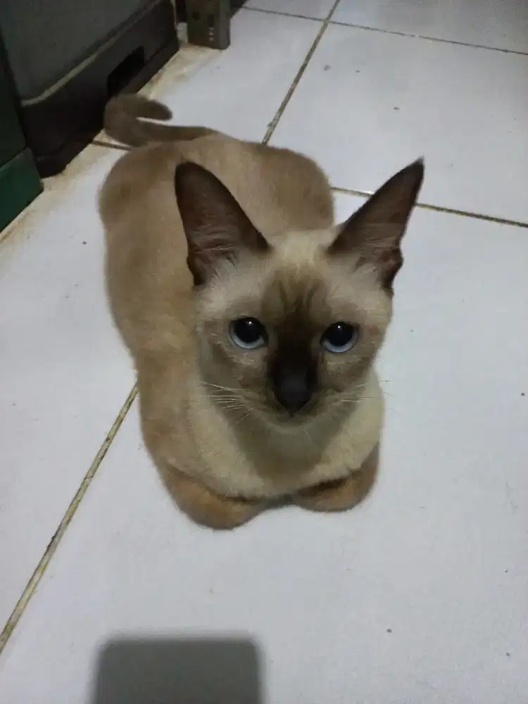 Oper Adopt indukan beserta anak anak nya