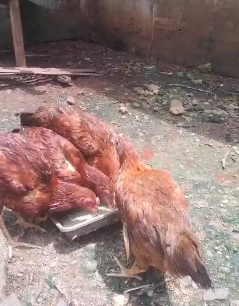 Ayam petelur pulet 15 minggu