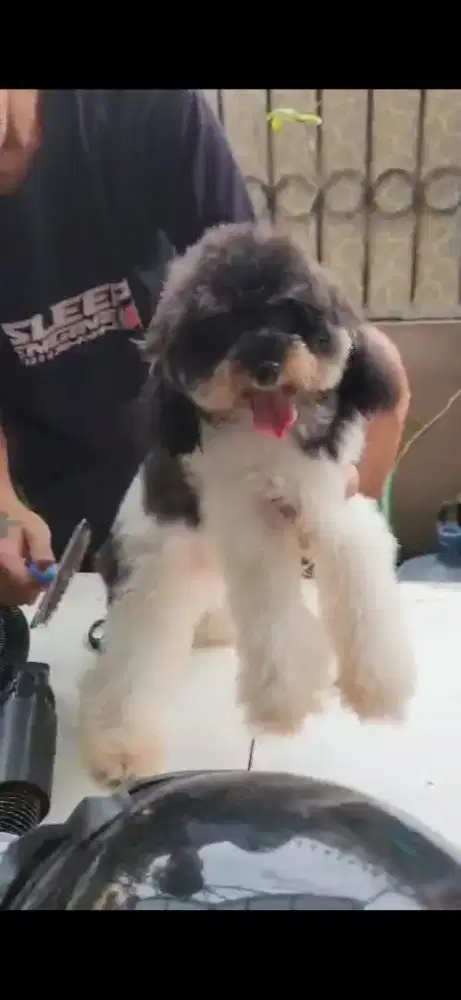 POODLE PARTY TRICOLOR SIZE KECIL JANTAN