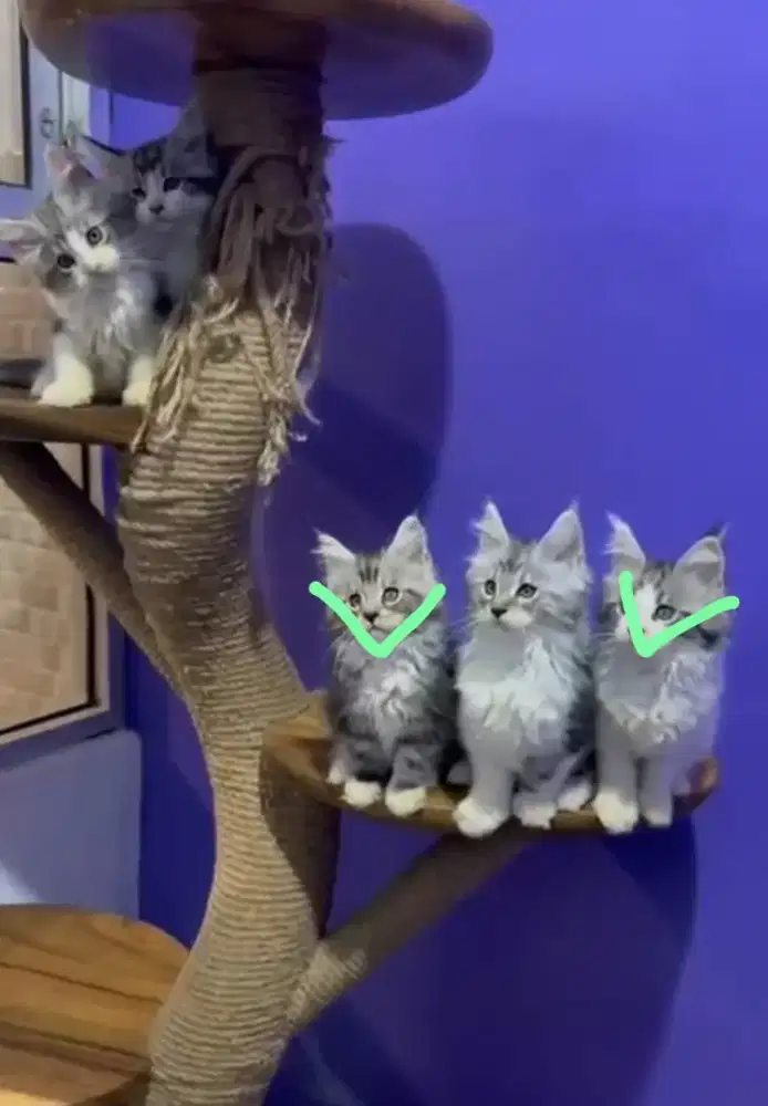 KITTEN ANAK KUCING MAINECOON JANTAN 2,5BULAN PARENTS PED IMPORT