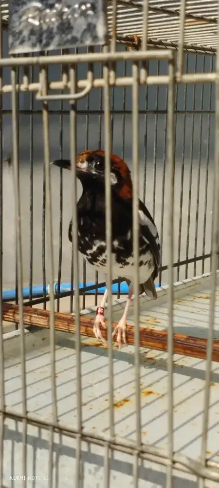 Anis kembang riwik ngeplong