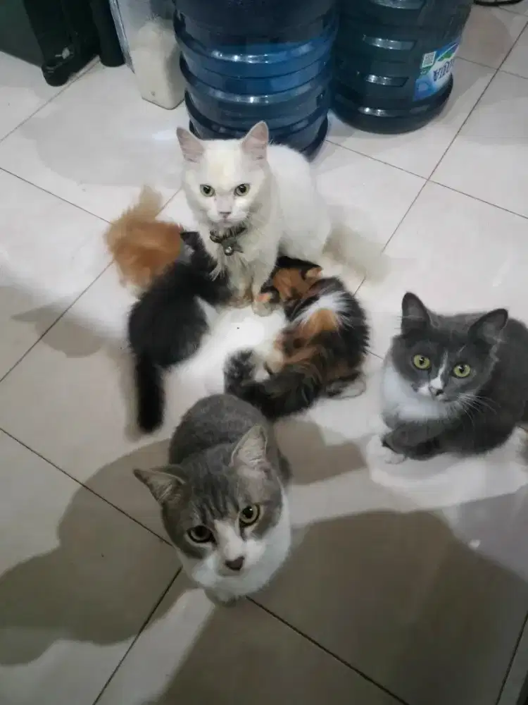 Open Adopsi kucing Peranakan