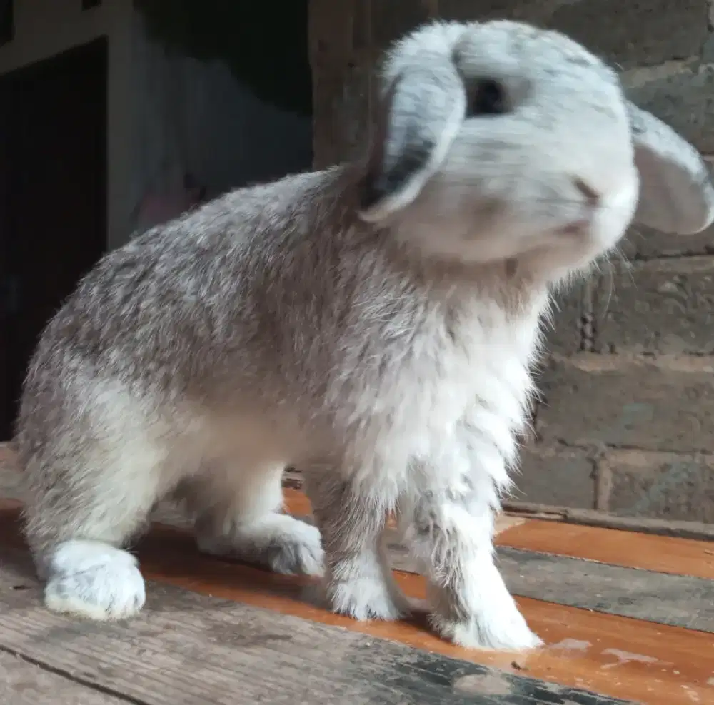 Kelinci Holland Lop Jantan