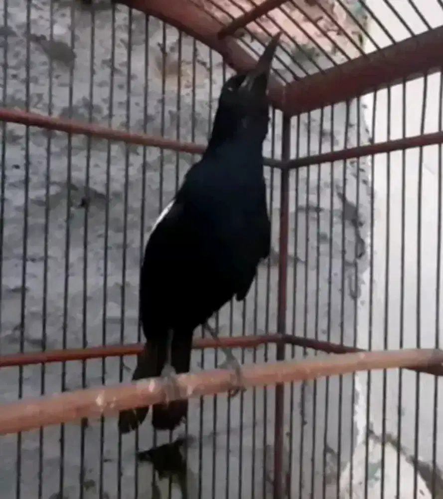 Kacer wulung raja gacor