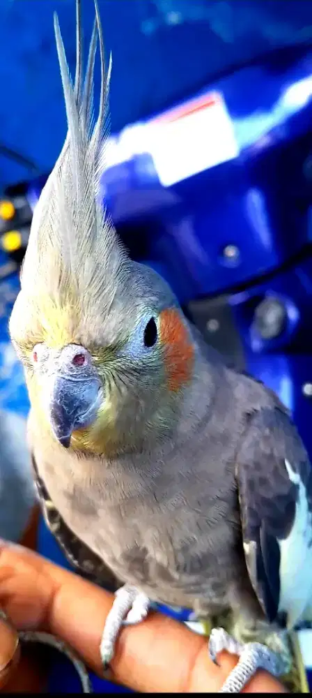 BURUNG FALK JINAK BUNYI MULUS