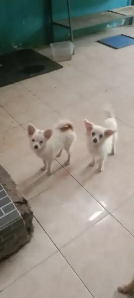 Minipom mix usia 5 bulan