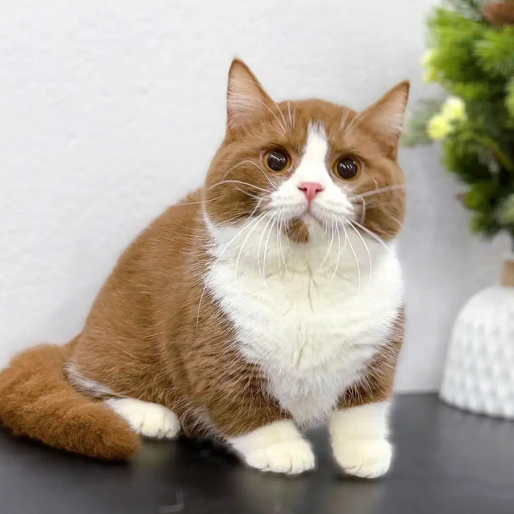 Kucing BSH Munchkin Cinnamon