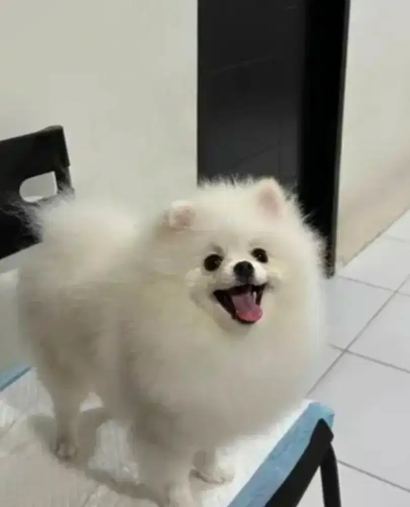 Minipom pomerian 1 tahun
