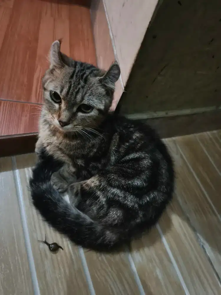 Dicari Cat Sitter Pet Sitter