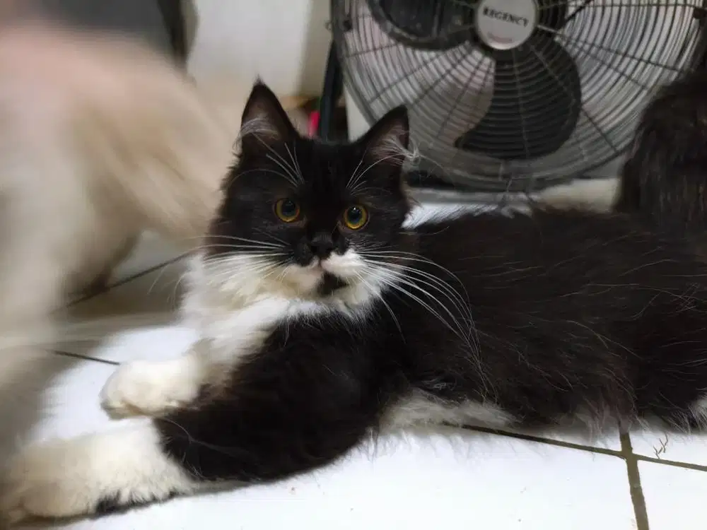 Kucing tuxedo dan mujair