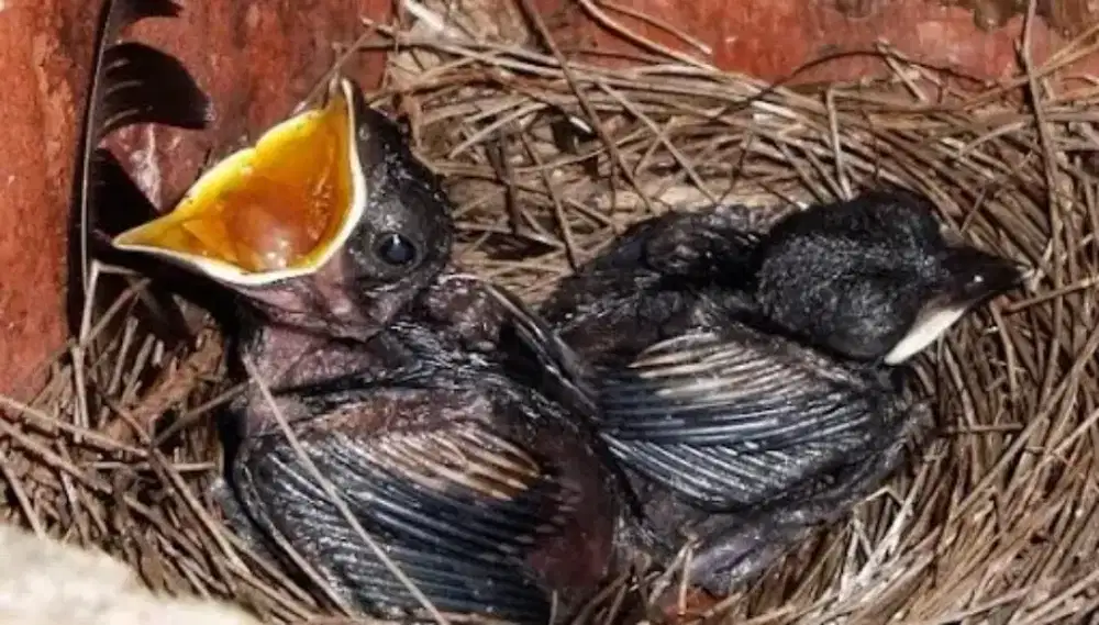 Dicari Lolohan Kacer 1 Pasang