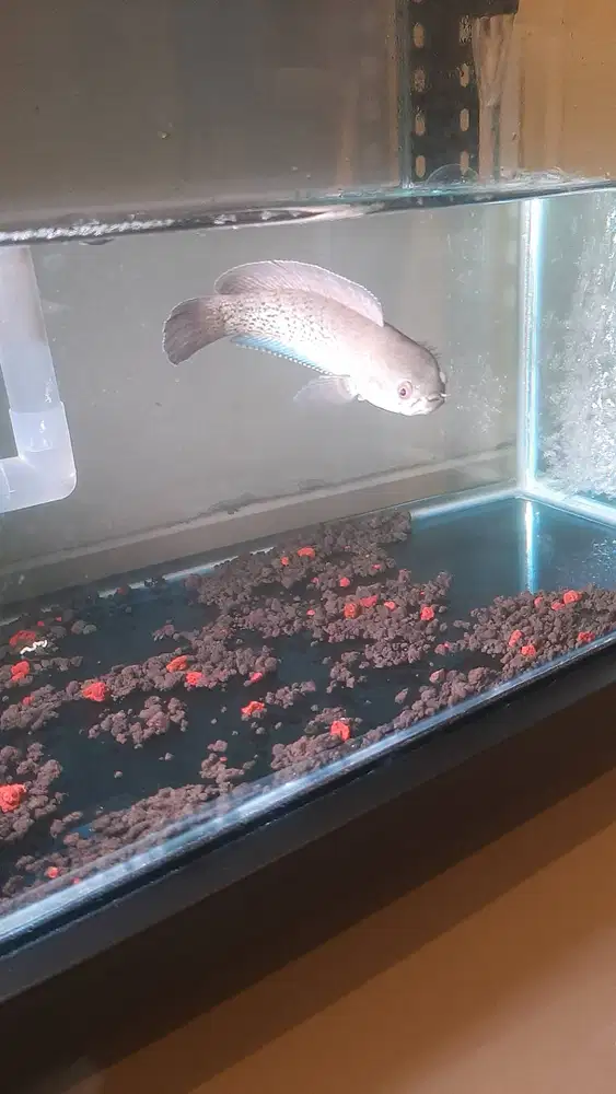 Jual ikan chana stewarti