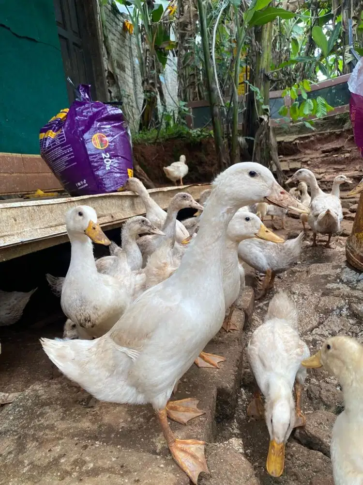 Bebek peking pedaging