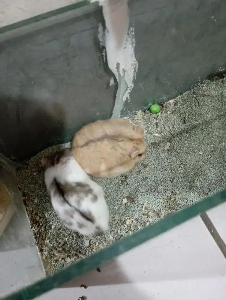 Hamster cambel sepasang cambel x coklat mata merah