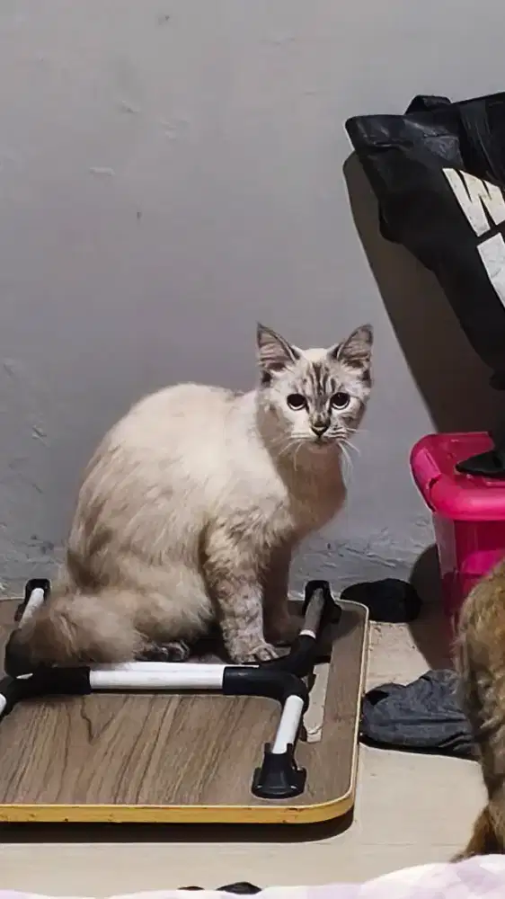 Kucing Persia + 2 Anak nya Persia