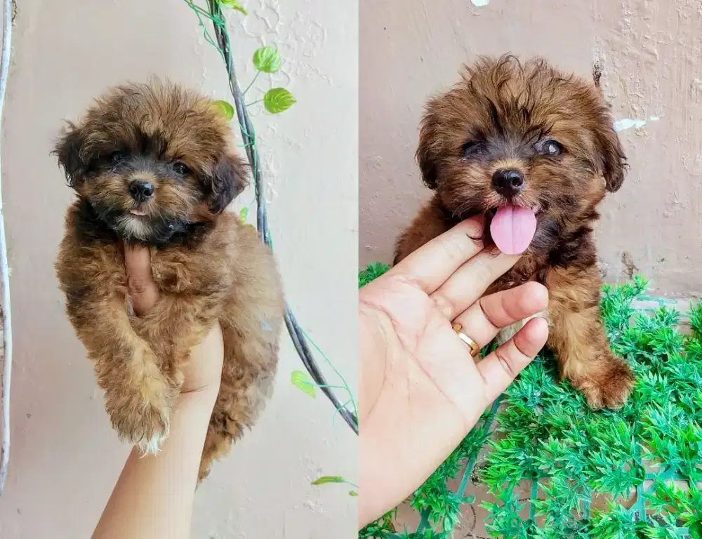 Betyna poodle mix minipom 2 bln