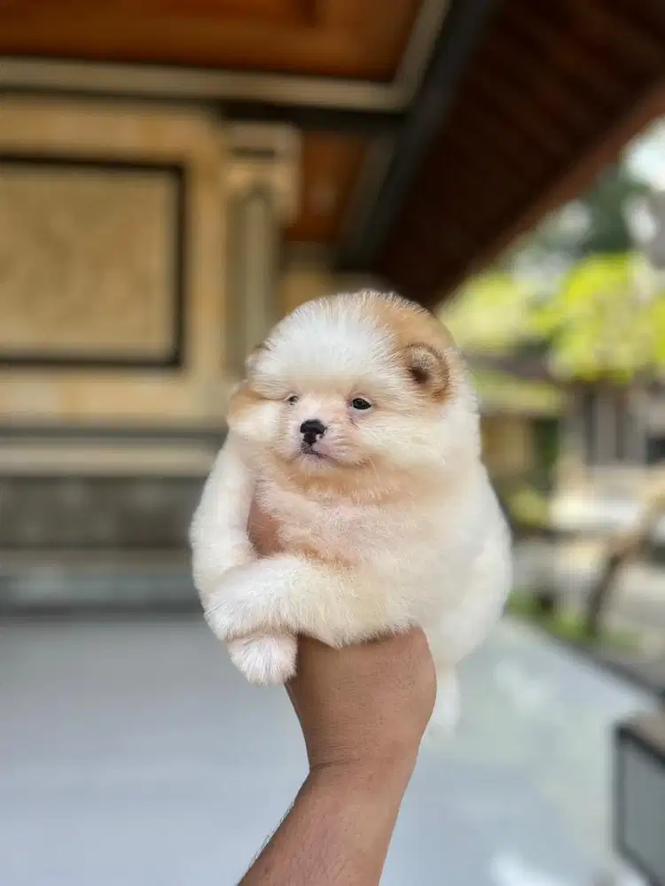 Minipom jantan dan betina