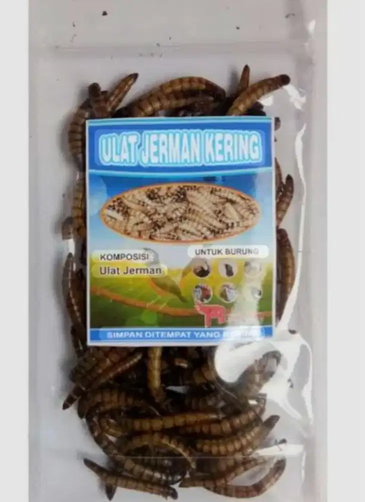 Ulat Jerman Kering