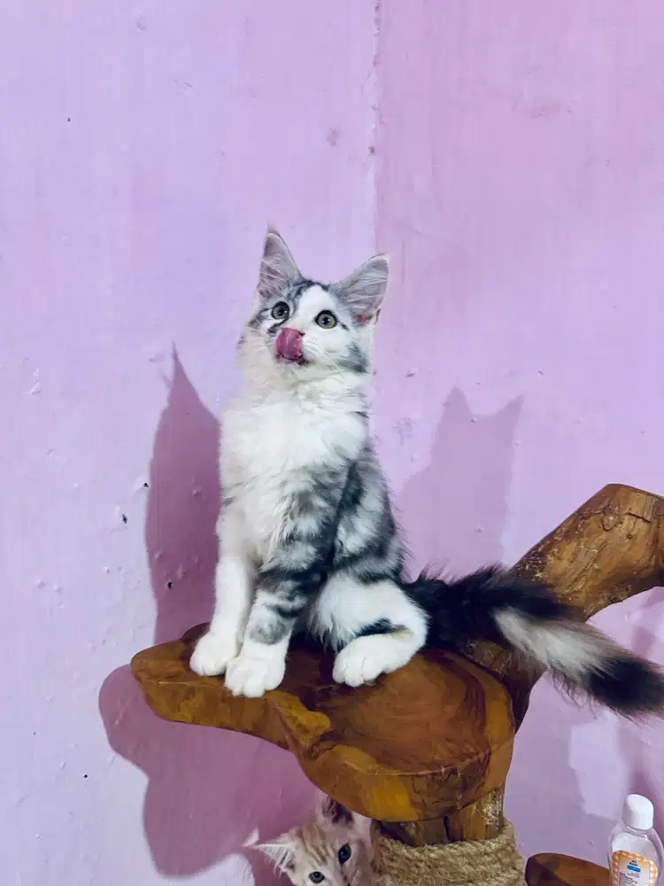 Kitten Maine coon Mainecoon Kucing