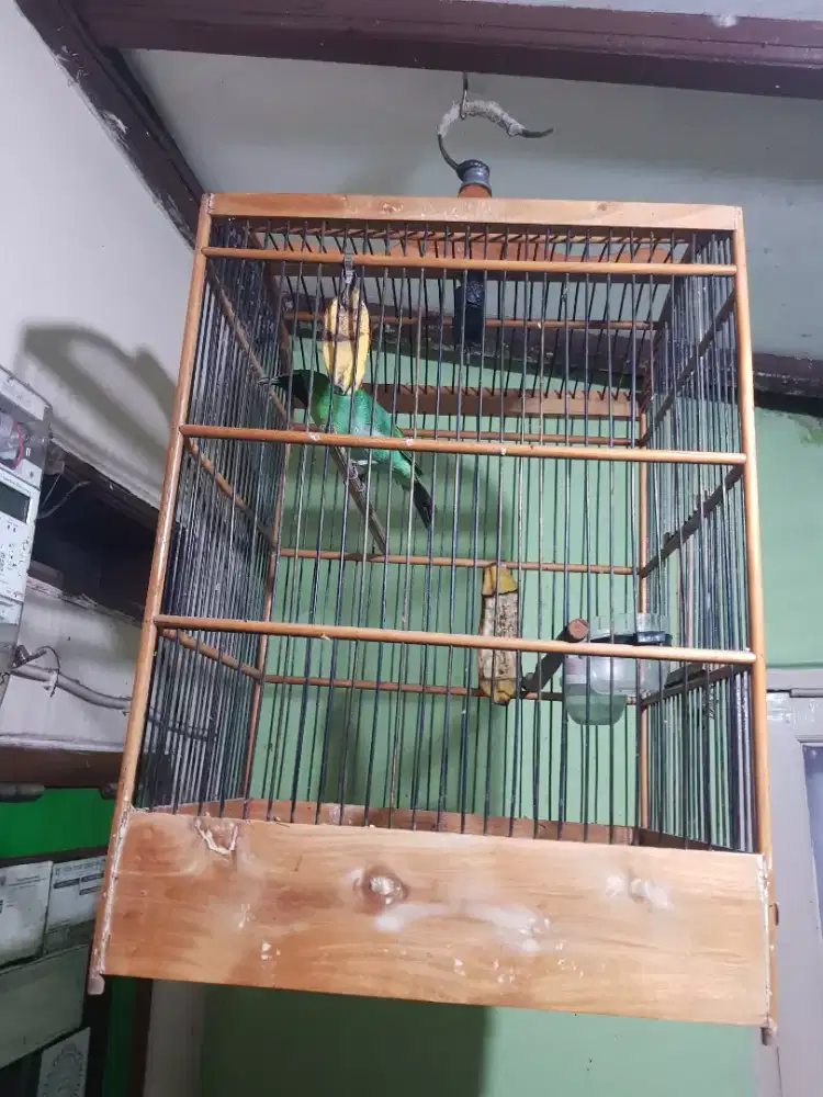 burung lb gacor mulus