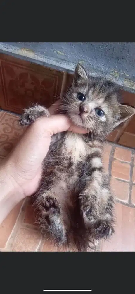 Kitten mixdome jantan