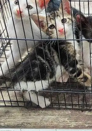 Kitten mixdome jantan