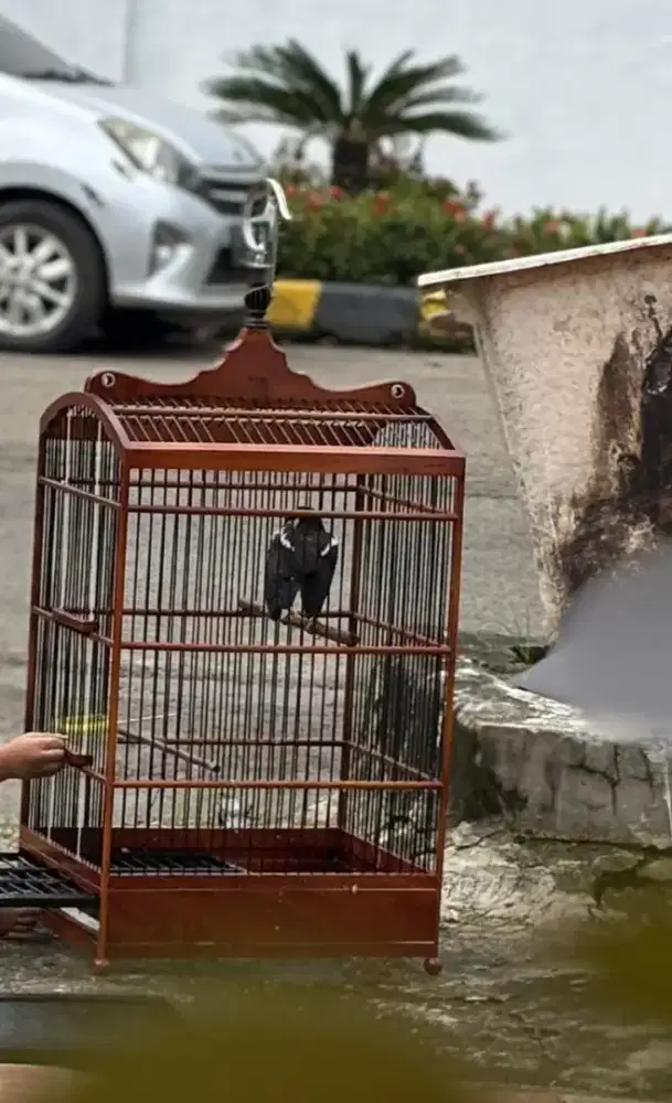 DIJUAL BURUNG JALAK SUREN