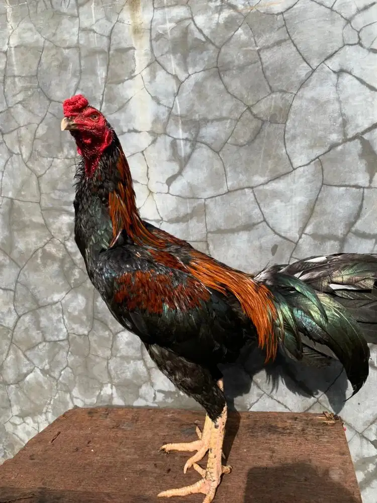 Ayam bangkok x mangon