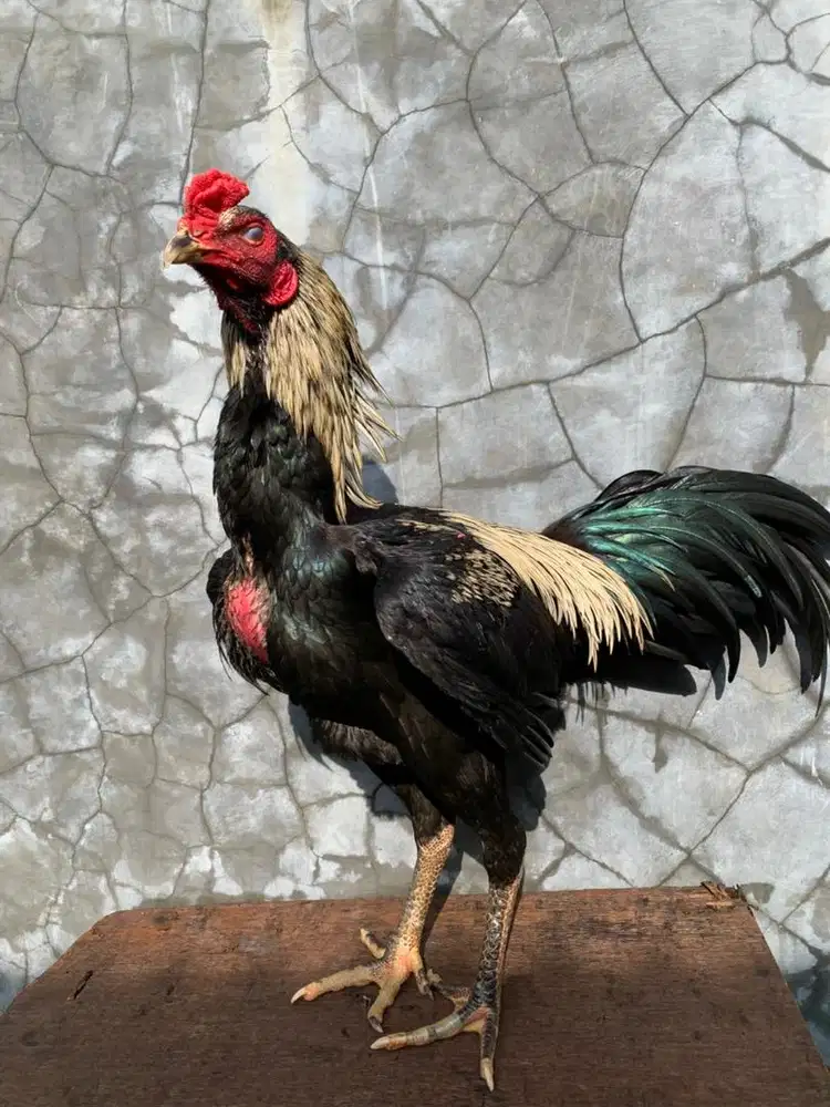 Ayam bangkok x mangon