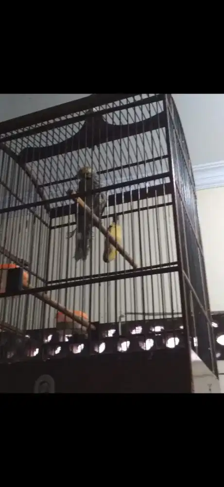 Dijual burung Cucak rowo