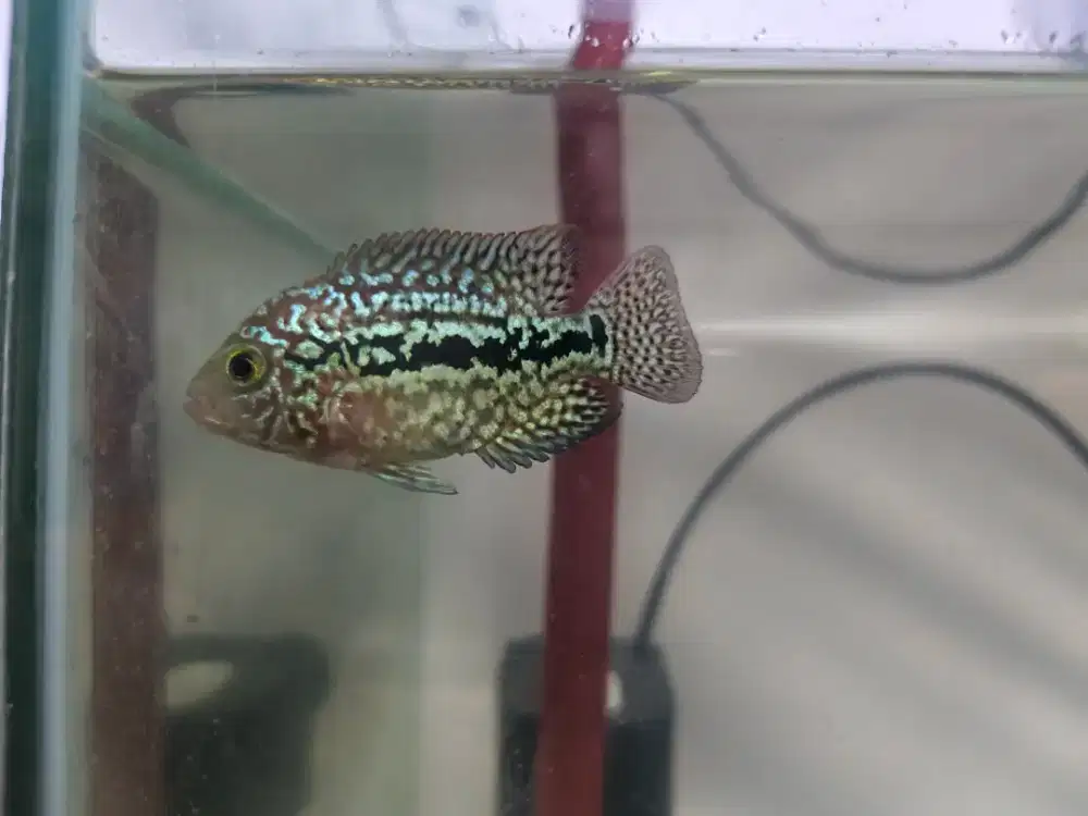 Louhan Kamfa f2 thai