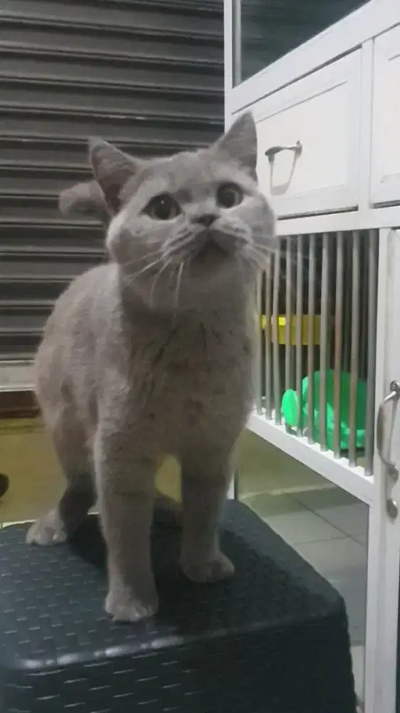 British shorthair