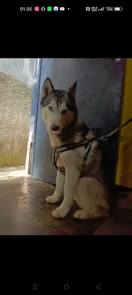 Open adopt Siberian Husky