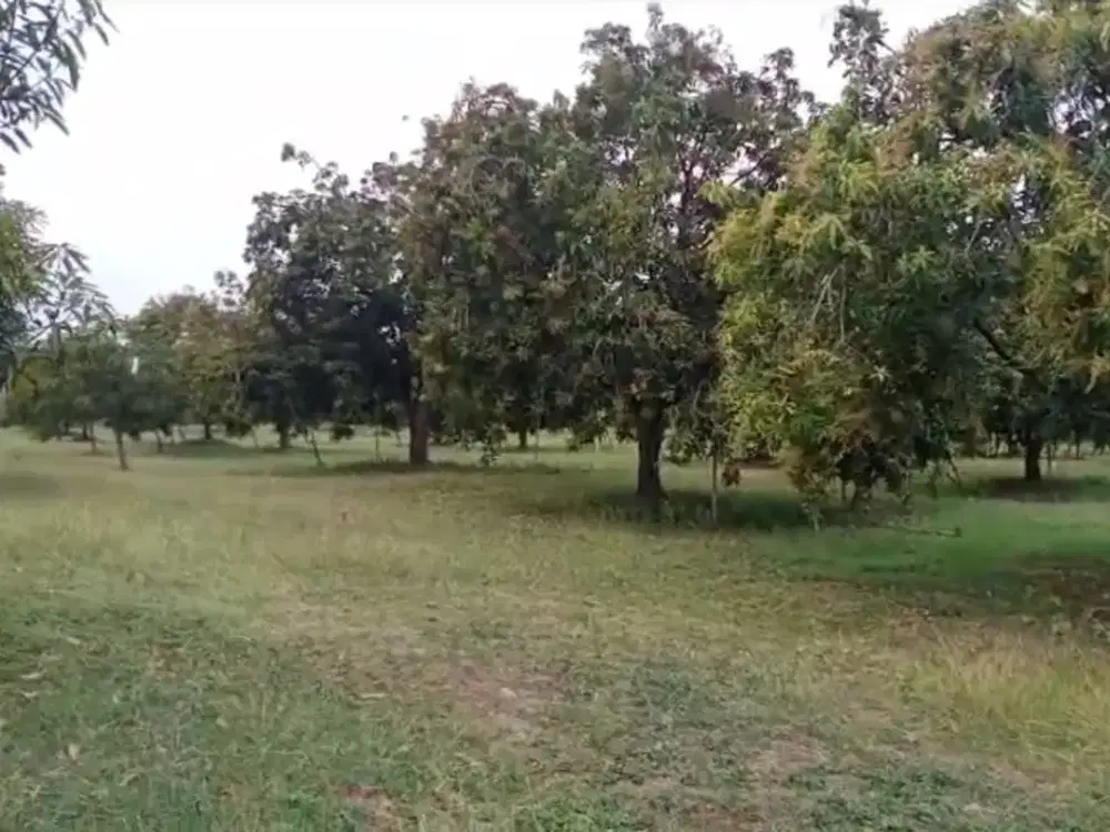 Kebun Mangga Produktif Murah & Terawat