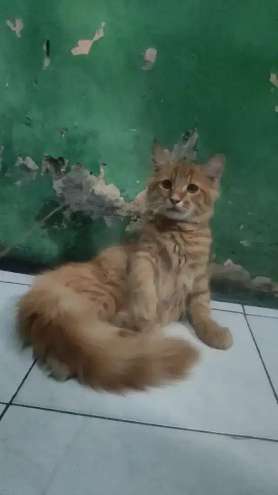 Mainecoon Jantan