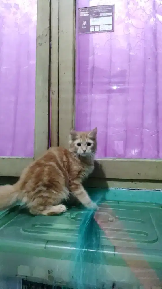 Kitten Mainecoon Betina