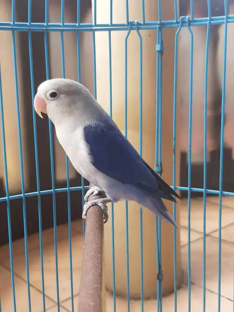 Burung lb fs isian katem n siri2