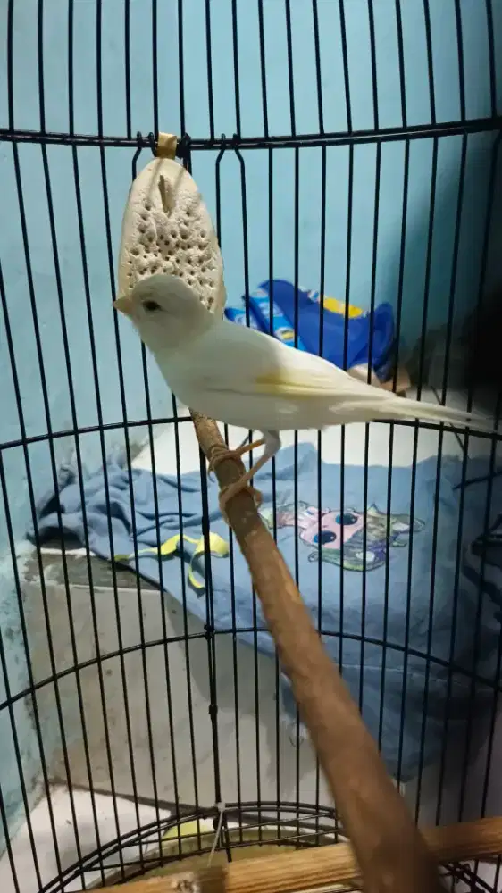 Burung kenari putih gacoran