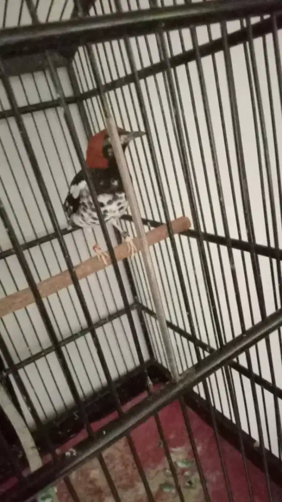 Anis kembang.full set