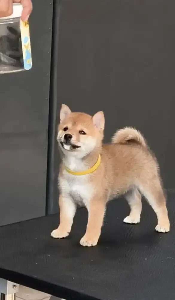 Shiba inu big bone betina