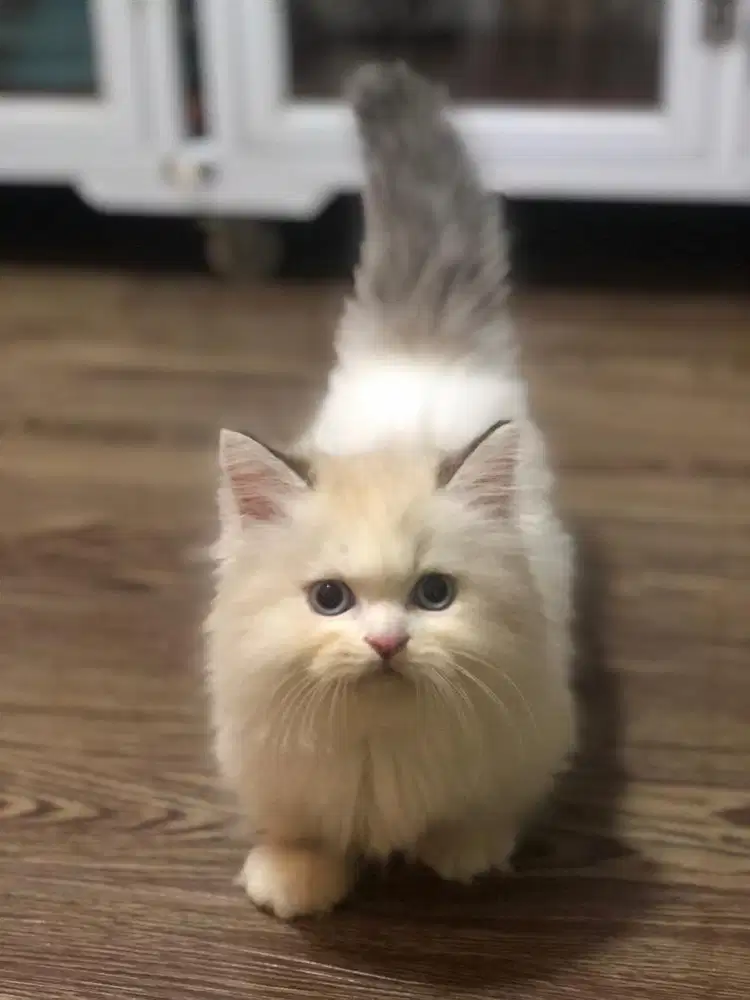Kucing munchkin ragdoll