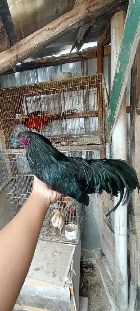 Ayam Black Sumatra sepasang