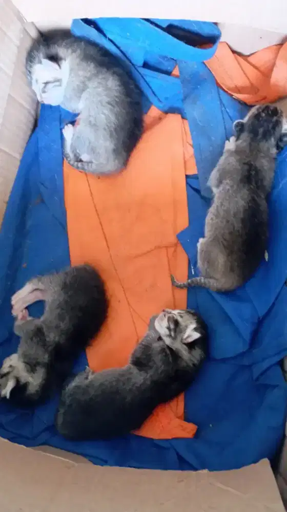 Free Adopsi Kitten Moggy (Kampung)