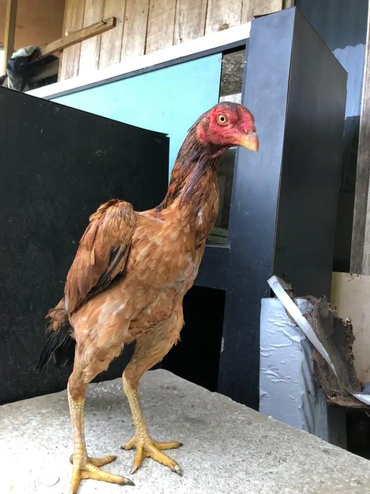 indukan bangkok superrr